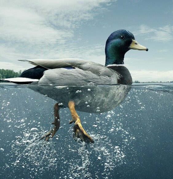 Tampak Tenang Di Balik Tekanan, Realitas Duck Syndrome yang Mengkhawatirkan